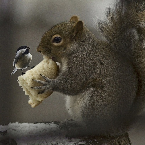 Share and share alike (Black-capped Chickadee and Grey Squirrel)