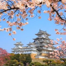 zekkei-beautiful-scenery:  Cherry blossoms in Japan  Sakura