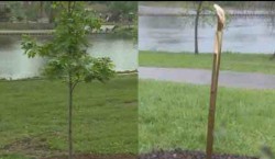 unite4humanity:    Memorial Tree Planted In Michael Brown’s