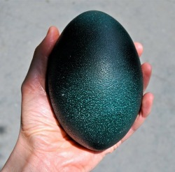 awesomeflyingfreedom: sixpenceeeblog: This is an emu egg. One