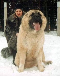 sixpenceee:  The Caucasian shepherd dog is a breed of dog that