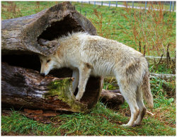 her-wolf:  Secret hiding spot by bleedingcolor  