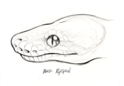 skullbird:  Sketches of various constrictor profiles, attempting