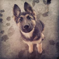 So me and my girl decided we will get a German Shepherd. Letting