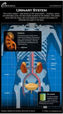 medicalbasics:  Diagram of the Human Urinary System (Infographic)