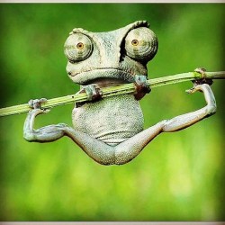 Rana 🐸 Frog 🐸  https://www.instagram.com/p/B0jKBaDgzQK/?igshid=o9y9wiveiz51