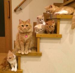 cute-overload:  Meet the family.http://cute-overload.tumblr.com