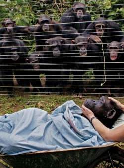awkwardsituationist:  chimps at the sanaga-yong chimpanzee rescue