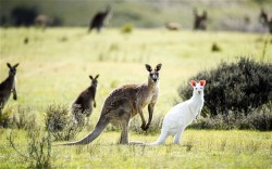 archiemcphee:  Here’s an awesomely rare sight captured by photographer