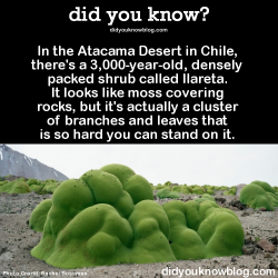 did-you-kno:  These shrubs are some of the oldest living things