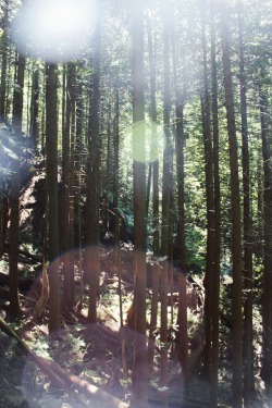matchbox-mouse: So many sunspots! Lovely day in the woods. Vancouver,