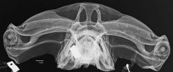 sixpenceee:  X-rays of a Hammerhead Shark (Source)  seainsect