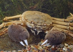 astronomy-to-zoology:  Chinese Mitten Crab (Eriocheir sinensis)