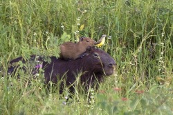 animals-riding-animals:  capybara and bird riding capybara 