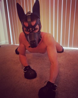 pupmishka:  I love seeing other people in my gear. He sure does