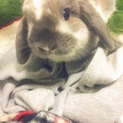 bunny-asriel:  Mommy has been having a hard time lately, luckily