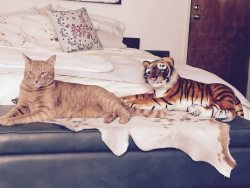 cat-overload:  House tiger. Stuffed tiger.cat-overload.tumblr.com