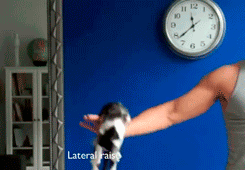 teamkatia:   The kitten workout  relevant to my interests