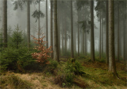 sapphire1707:  Fairy Forest by ingridlamour