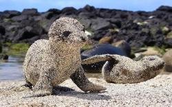 fencehopping:   Sandy baby seals. 