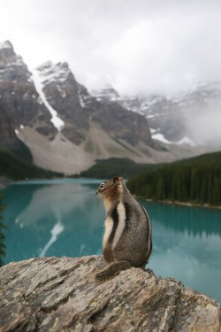 eartheld:  earthandanimals:   Moraine Lake Chipmunk, Canadian