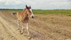 zeidzin:  #run #foal #horse #field #green #grass #brown 