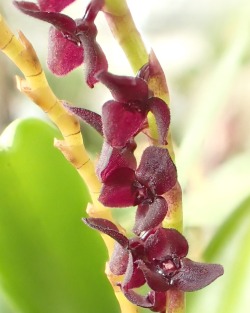 orchid-a-day:  Stelis standleyi Syn.: Apatostelis standleyi;