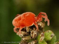 invertebrate-science:  Velvet Mite (Trombidium holosericeum)