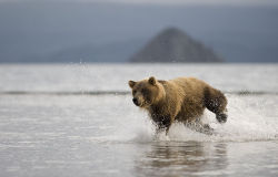 bears–bears–bears:  Charging bear. by Igor Shpilenok