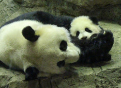 giantpandaphotos:  Me Xiang with her cub Bao Bao at the National