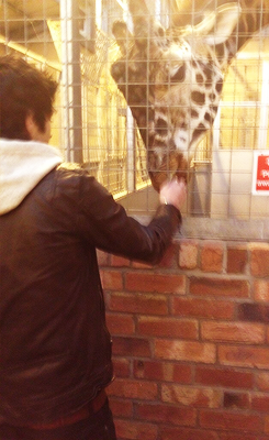 mr-styles:  @DoniyaElisha: Zayn feeding the giraffe too cute/Perrie