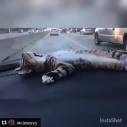 awwww-cute:  Cat loves gazing at the sky when on the road (Source: