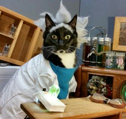cat-cosplay:“Sometimes science is a lot more art than science