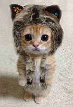 goodgirl4him:  I’m a cold little kitten, yes I am. Yum. Love