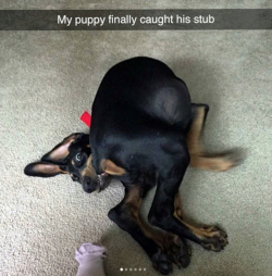 babyanimalgifs:  Dog + cat snaps