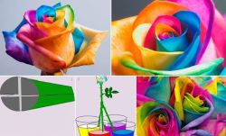 designed-for-life:  How to make Rainbow Roses   STEP 1: Cut a