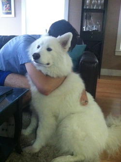 skookumthesamoyed:  Scaredy-pants is afraid of the big windstorm!