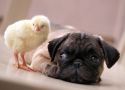 nubbsgalore:puppy pug and chick are best friends.  photos by