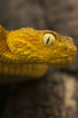 stvdy:  Bush Viper (Tiberiu Sahlean) 