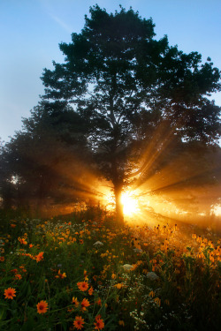 enchanting-landscapes:   Tree of Life by Robert Blair   