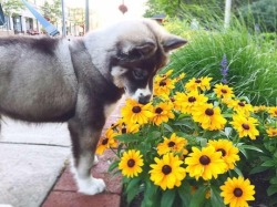 weheartdogs:curious husky smells flowers