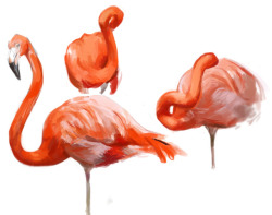 rinnyleep:some bird drawings ay