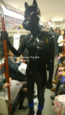 pupbolt:  Rubber pup Bolt (@boltpup) travels home on the tube