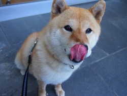 shibainu-komugi:  今日の柴犬の小麦さん #shiba #dog