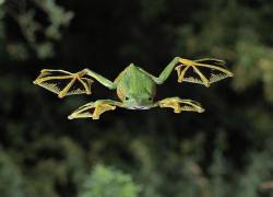 inspirationfeed:  Flying Frog http://ift.tt/1v17sIO