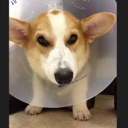 insanecorgi:  corgnelius:  Stump Stump after his neutering surgery.