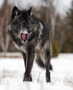 beautiful-wildlife:  Lone Black Wolf by © cjm_photography