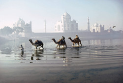 fotojournalismus:  Camels crossing the river Yamuna, Agra, Uttar