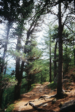 brutalgeneration:  zermatt (by caitlin frunks) 