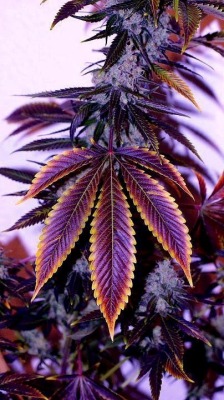 skunktastic:  Purple kush.  Beautiful